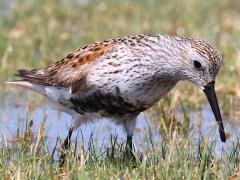 (Dunlin) frontal (Dunlin) frontal