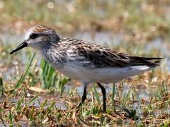 (Semipalmated Sandpiper) standing (Semipalmated Sandpiper) standing