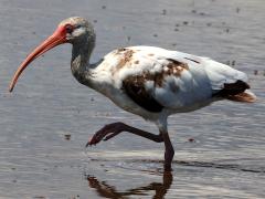 (White Ibis) juvenile (White Ibis) juvenile