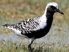 (Black-bellied Plover) frontal (Black-bellied Plover) frontal