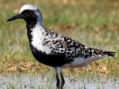 (Black-bellied Plover) lateral (Black-bellied Plover) lateral
