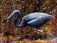 (Tricolored Heron) wading (Tricolored Heron) wading