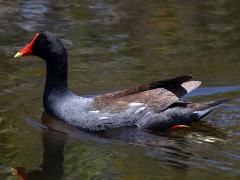 (Common Gallinule) swimming (Common Gallinule) swimming
