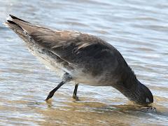 (Willet) feeding (Willet) feeding
