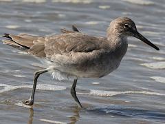 (Willet) wading (Willet) wading