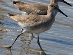 (Willet) walking (Willet) walking