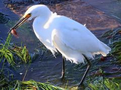(Snowy Egret) catches Striped Kelpfish (Snowy Egret) catches Striped Kelpfish