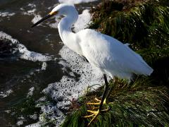 (Snowy Egret) standing (Snowy Egret) standing