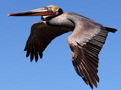 (Brown Pelican) flying downstroke (Brown Pelican) flying downstroke