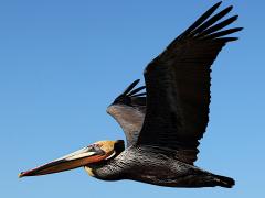 (Brown Pelican) flying upstroke (Brown Pelican) flying upstroke