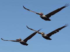 (Brown Pelican) formation flying (Brown Pelican) formation flying