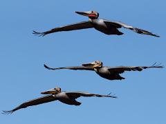 (Brown Pelican) formation gliding (Brown Pelican) formation gliding