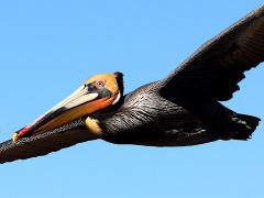 (Brown Pelican) gliding (Brown Pelican) gliding