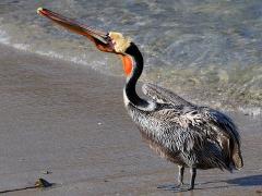 (Brown Pelican) profile (Brown Pelican) profile