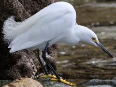 (Snowy Egret) stalking (Snowy Egret) stalking