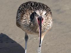 (Long-billed Curlew) face (Long-billed Curlew) face