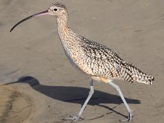 (Long-billed Curlew) walking (Long-billed Curlew) walking