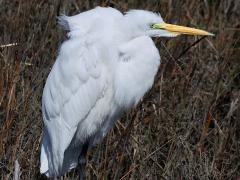 (Great Egret) standing (Great Egret) standing
