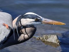 (Great Blue Heron) profile (Great Blue Heron) profile