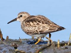 (Least Sandpiper) profile (Least Sandpiper) profile