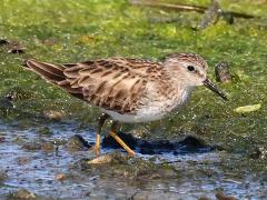 (Least Sandpiper) walking (Least Sandpiper) walking