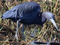 (Little Blue Heron) profile (Little Blue Heron) profile