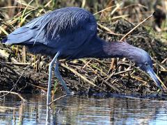 (Little Blue Heron) stalking (Little Blue Heron) stalking