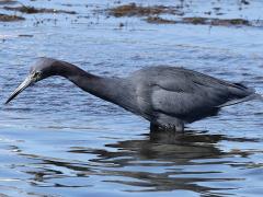 (Little Blue Heron) wading (Little Blue Heron) wading