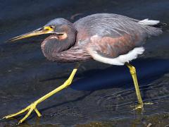 (Tricolored Heron) wading (Tricolored Heron) wading