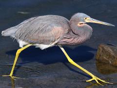 (Tricolored Heron) walking (Tricolored Heron) walking