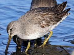(Short-billed Dowitcher) forages (Short-billed Dowitcher) forages