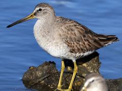 (Short-billed Dowitcher) profile (Short-billed Dowitcher) profile
