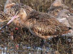 (Marbled Godwit) profile (Marbled Godwit) profile