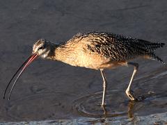 (Long-billed Curlew) forages (Long-billed Curlew) forages