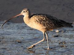 (Long-billed Curlew) walks (Long-billed Curlew) walks