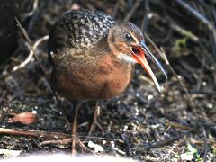 (Ridgway's Rail) face (Ridgway's Rail) face