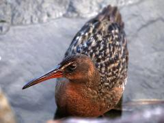 (Ridgway's Rail) profile (Ridgway's Rail) profile