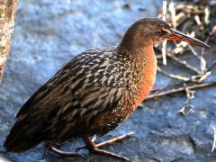 (Ridgway's Rail) walking (Ridgway's Rail) walking