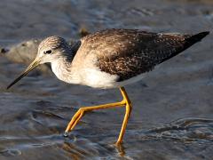 (Greater Yellowlegs) wading (Greater Yellowlegs) wading