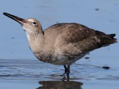 (Willet) drinking (Willet) drinking