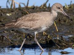 (Willet) wading (Willet) wading