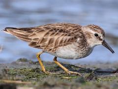 (Least Sandpiper) standing (Least Sandpiper) standing