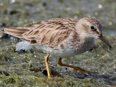 (Least Sandpiper) walking (Least Sandpiper) walking