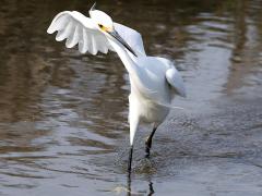 (Snowy Egret) dancing (Snowy Egret) dancing