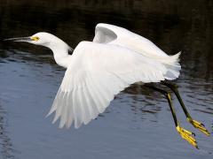 (Snowy Egret) flapping (Snowy Egret) flapping