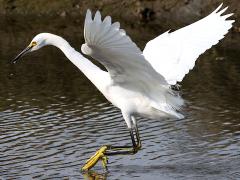 (Snowy Egret) landing (Snowy Egret) landing