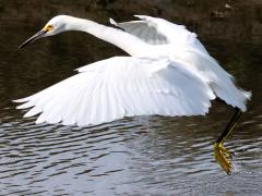 (Snowy Egret) liftoff (Snowy Egret) liftoff