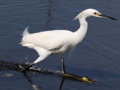 (Snowy Egret) walking (Snowy Egret) walking