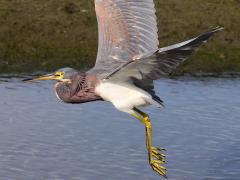 (Tricolored Heron) flapping (Tricolored Heron) flapping