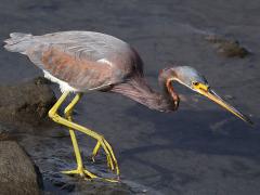 (Tricolored Heron) stalking (Tricolored Heron) stalking